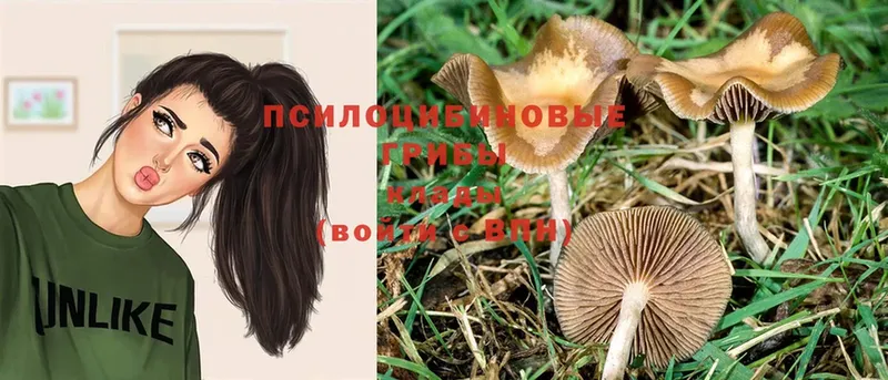 Псилоцибиновые грибы Psilocybe  Лыткарино 